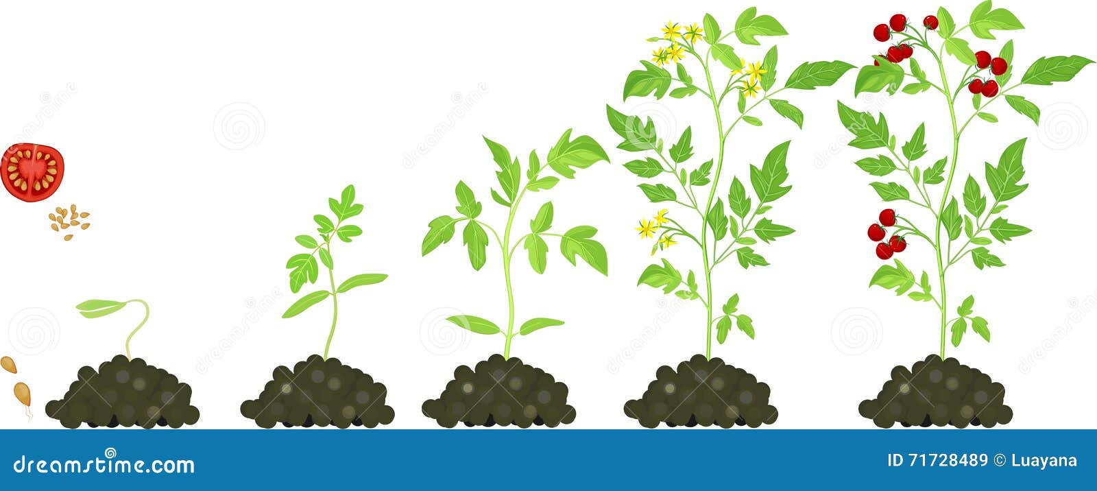 Cherry Tomato Growing Stage Stock Vector - Illustration of fruited ...