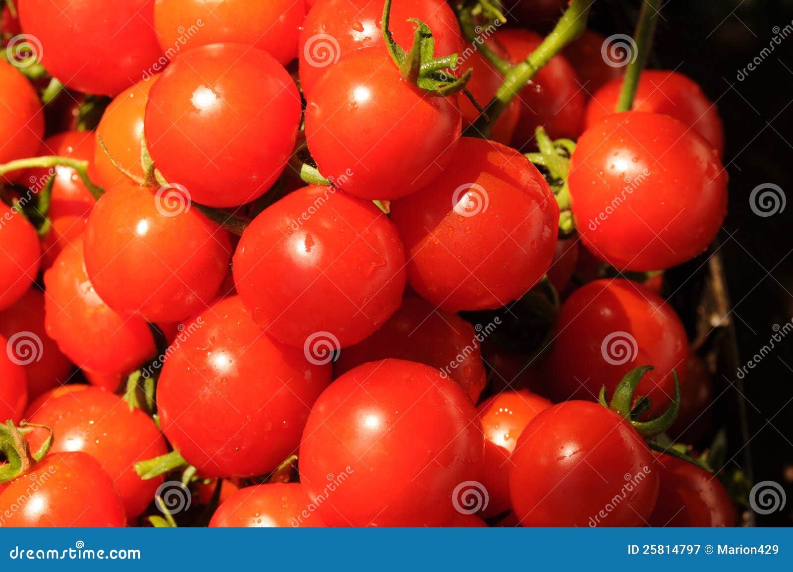 Cherry tomato harvest stock image. Image of harvest, fresh 25814797