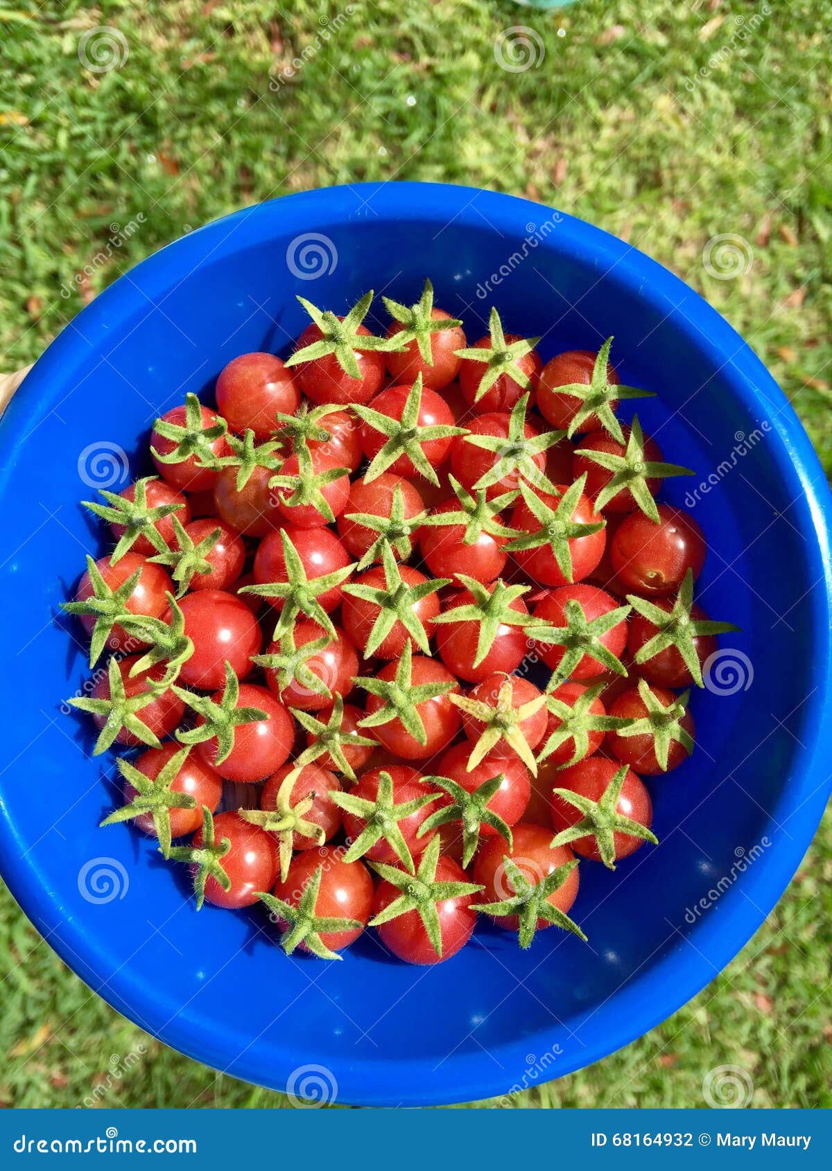 Cherry tomato harvest stock photo. Image of cherry, tomatoes 68164932