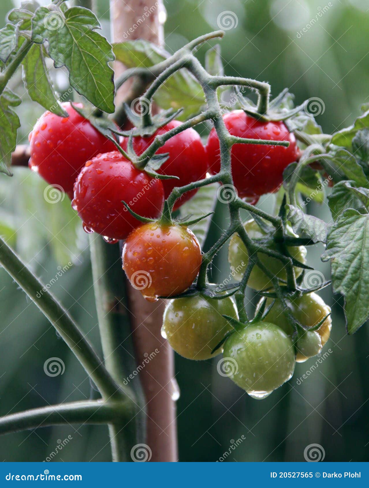Cherry Tomato Blossoms Solanum Lycopersicum Var. Cerasiforme