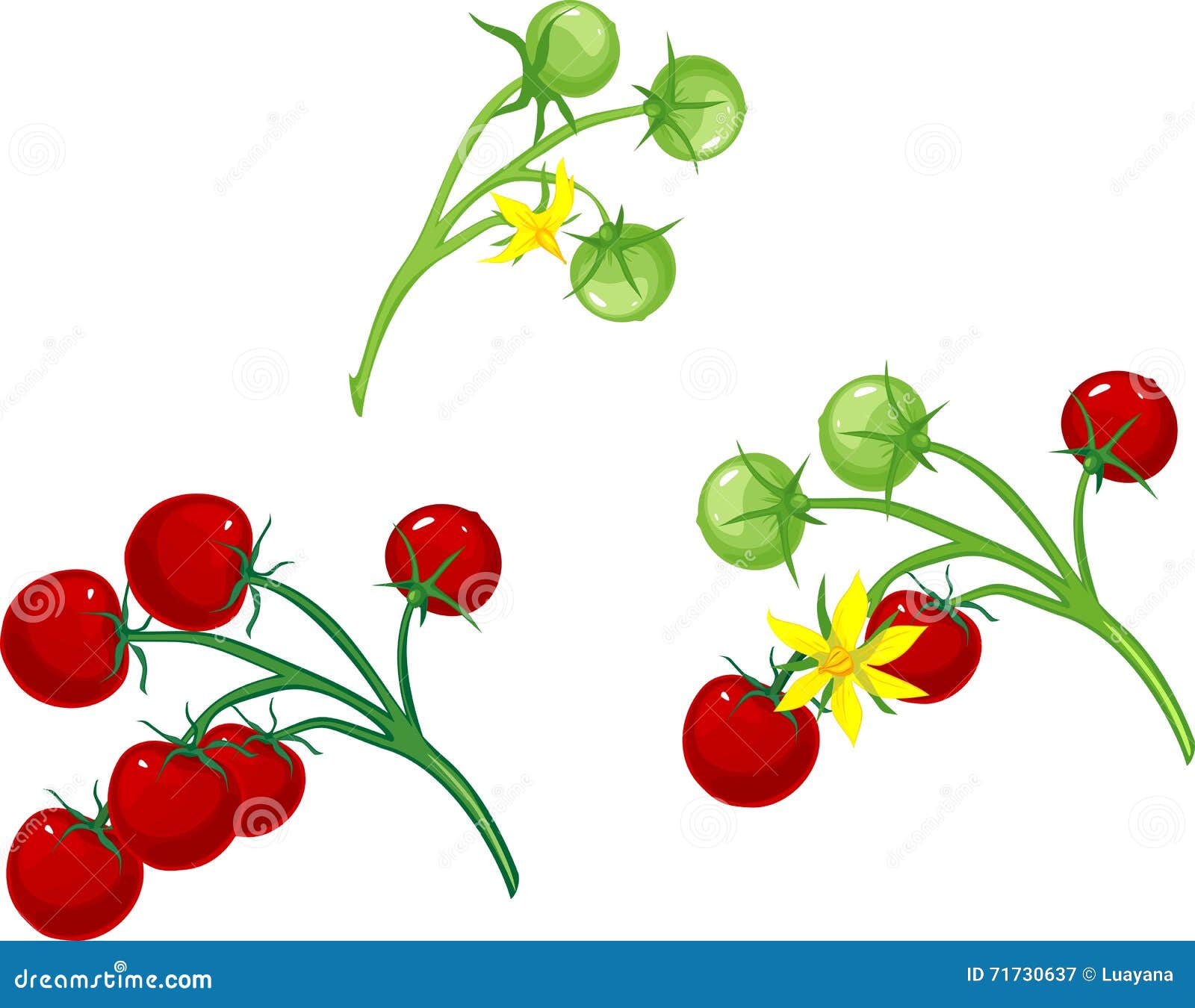 Cherry Tomatoes and Flower Tomato on the Vine Stock Vector Illustration of green, tomato 71730637
