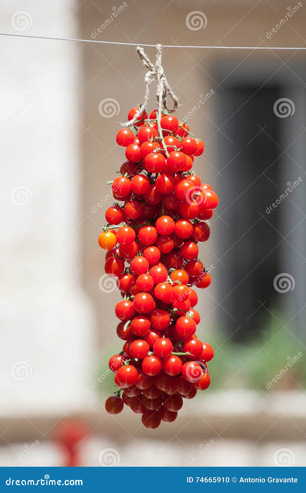 Cherry Tomatoes Hanging for Drying. Stock Photo Image of vegan, tied