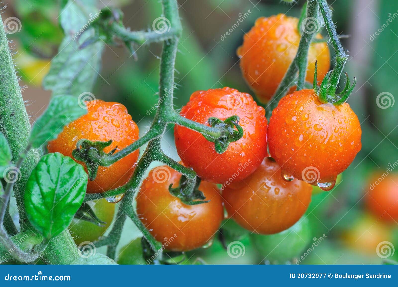 Cherry Tomatoes in Rainy Weather Stock Image Image of walking