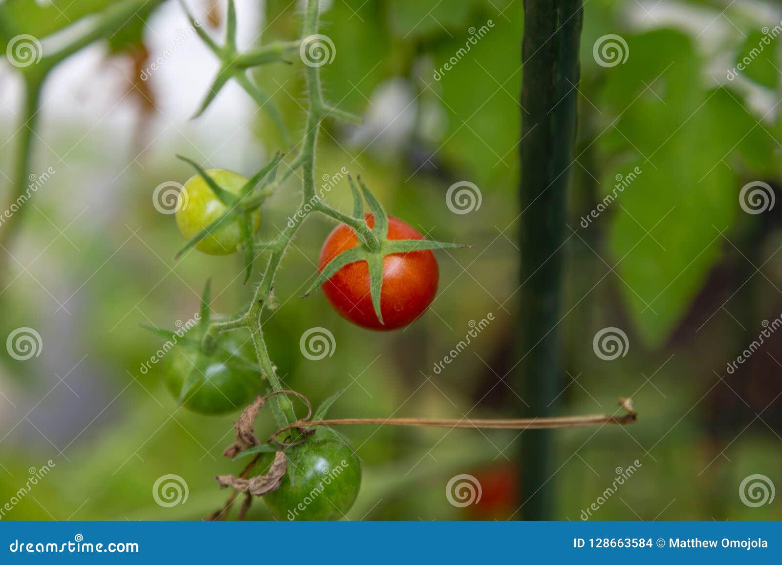Cherry Tomatoes on the Vine Stock Photo Image of vine, farm 128663584