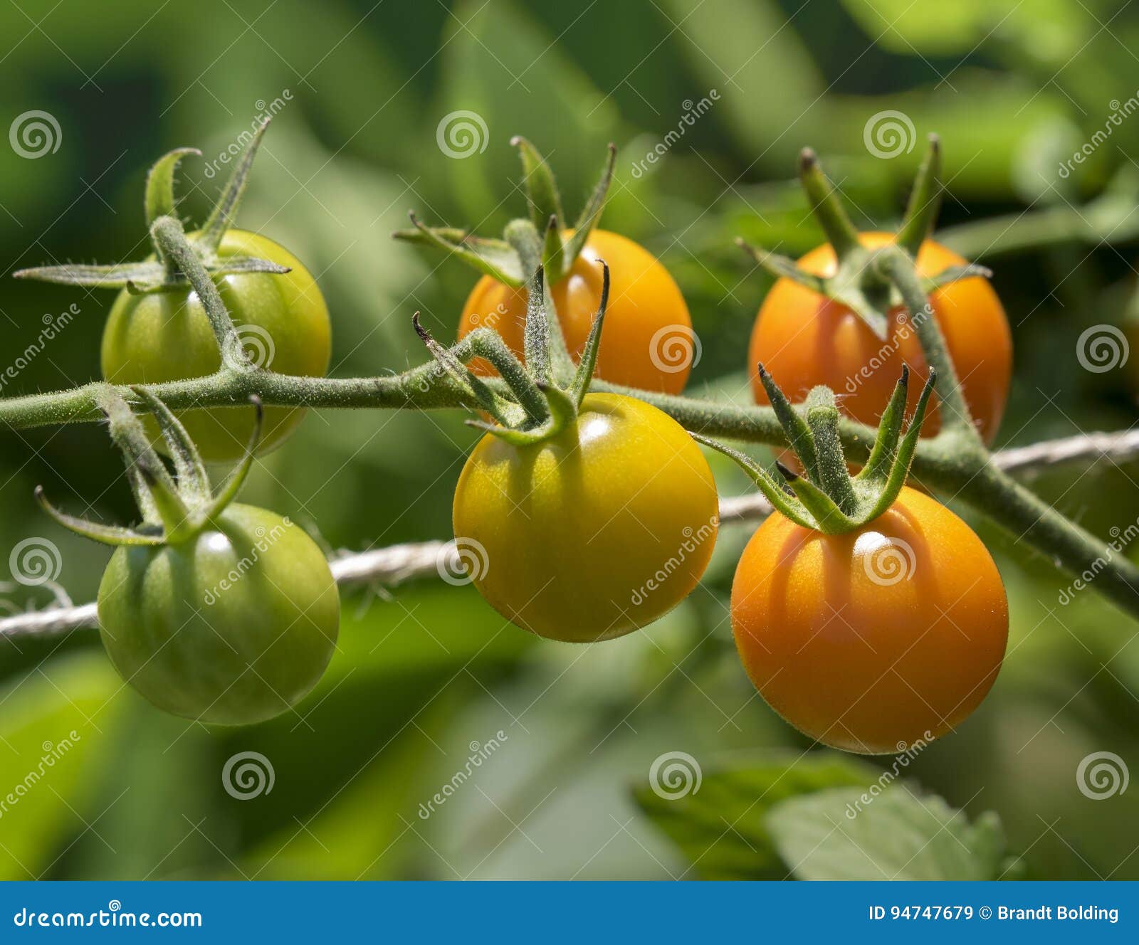 Cherry Tomatoes on a Vine stock image. Image of vine 94747679