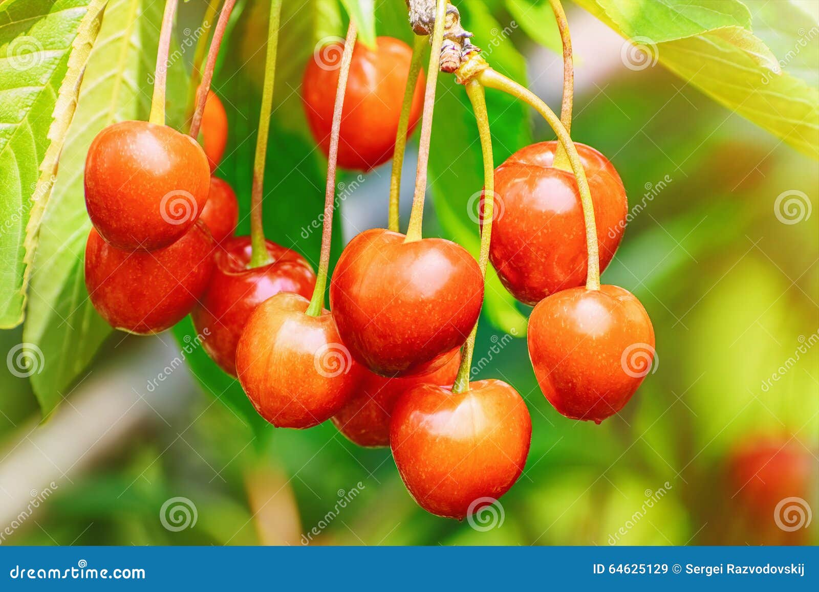 cherry