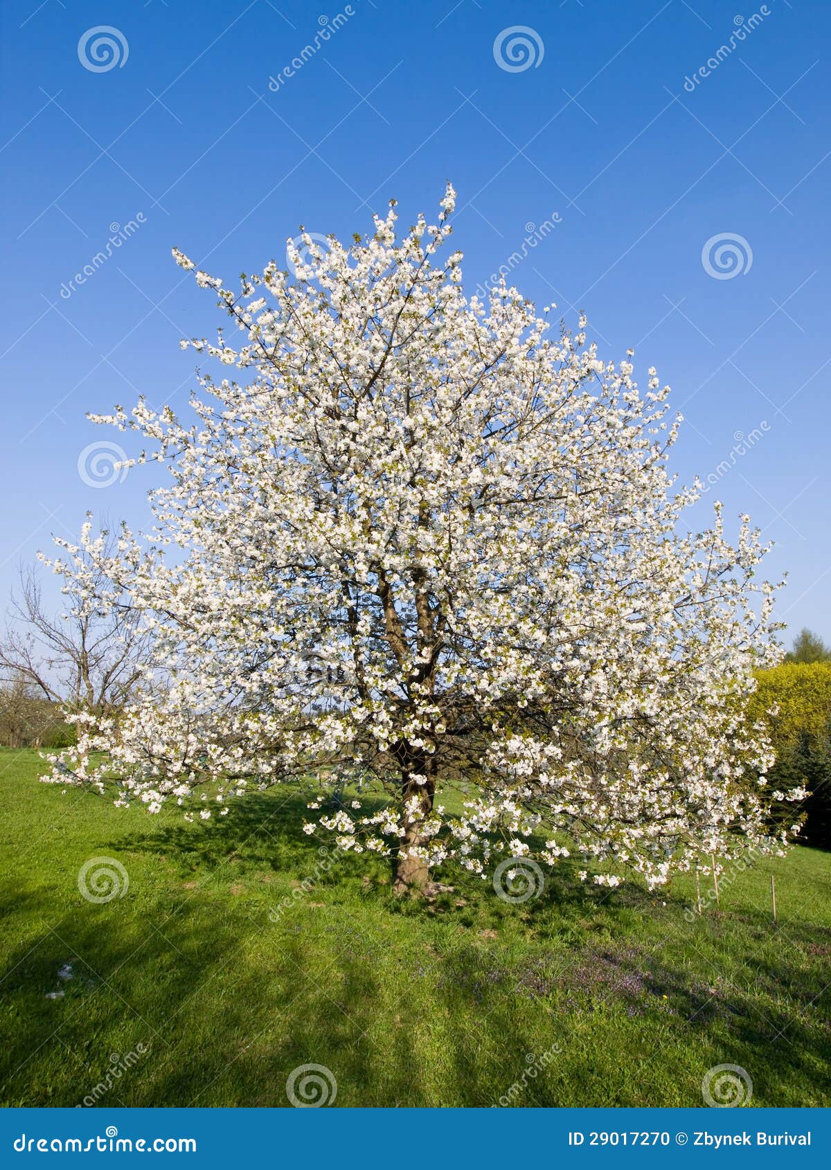 Cherry tree in bloom stock photo. Image of bloom, garden - 29017270