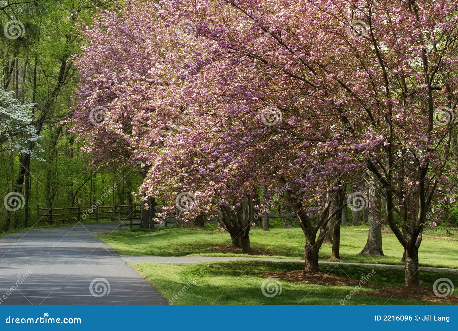 cherry tree blooms