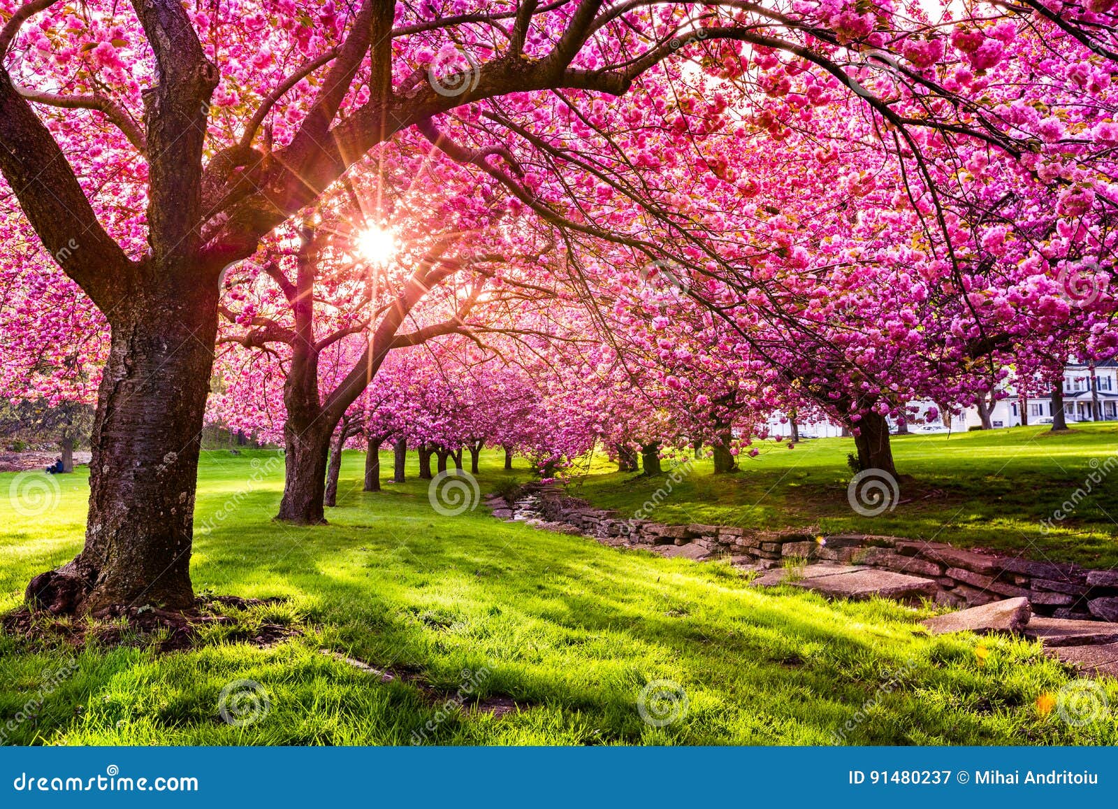 Cherry tree blossom stock image. Image of botany, light 91480237