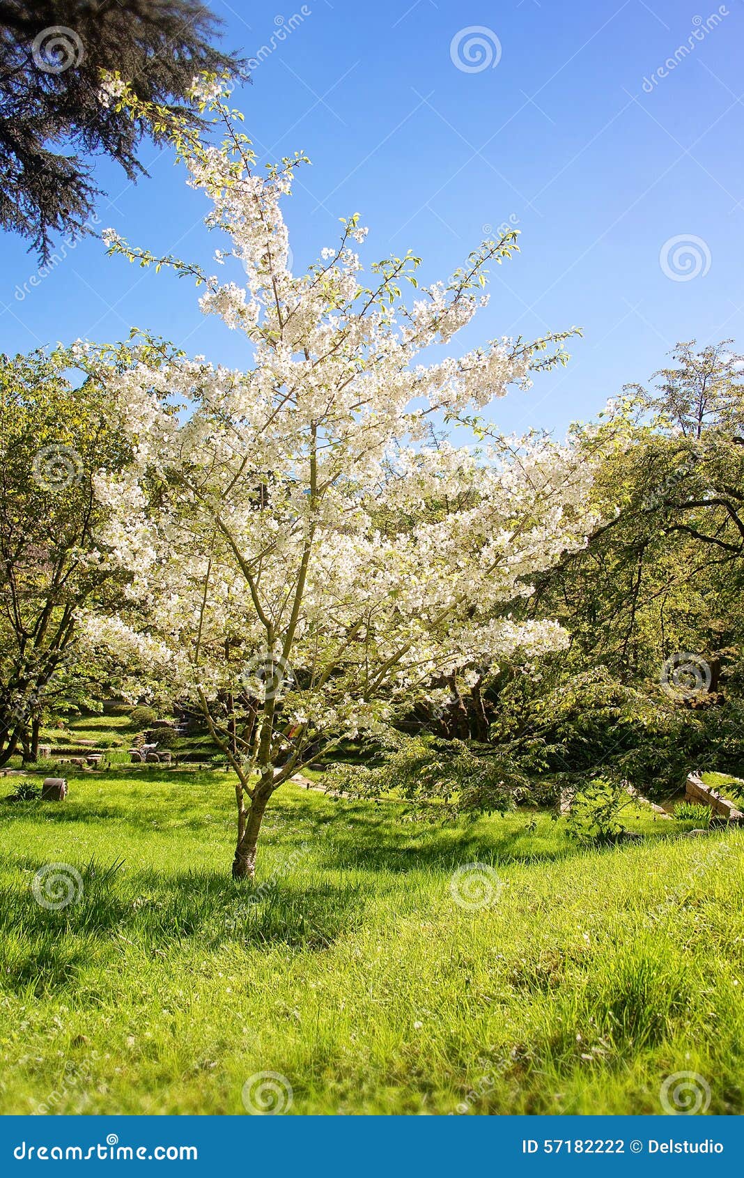 Cherry tree blossom stock photo. Image of white, nature 57182222