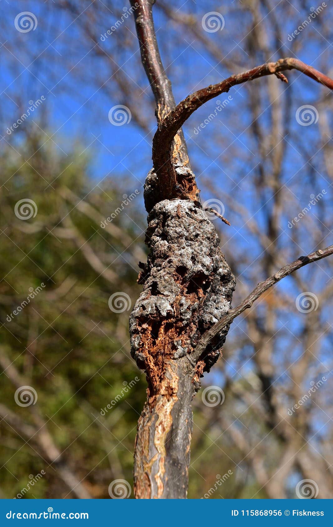 cherry tree diseases black knot