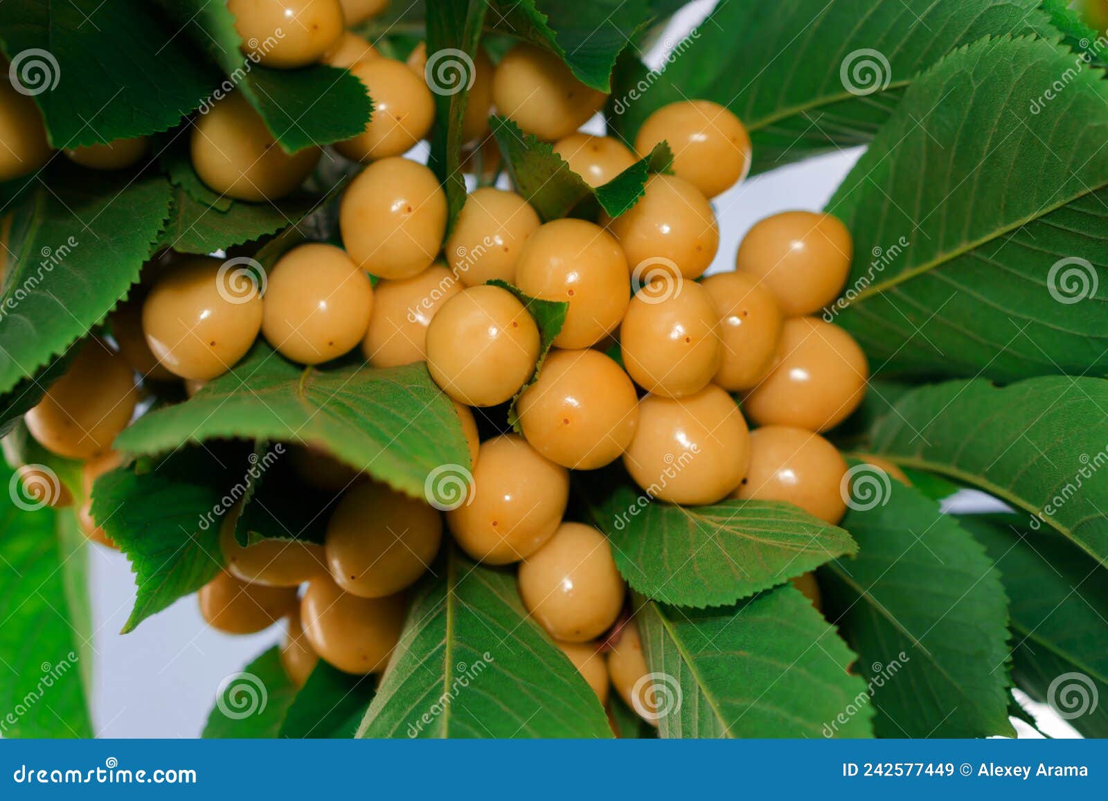Cherry Tree Branch with Ripe Yellow Fruits Stock Image Image of food