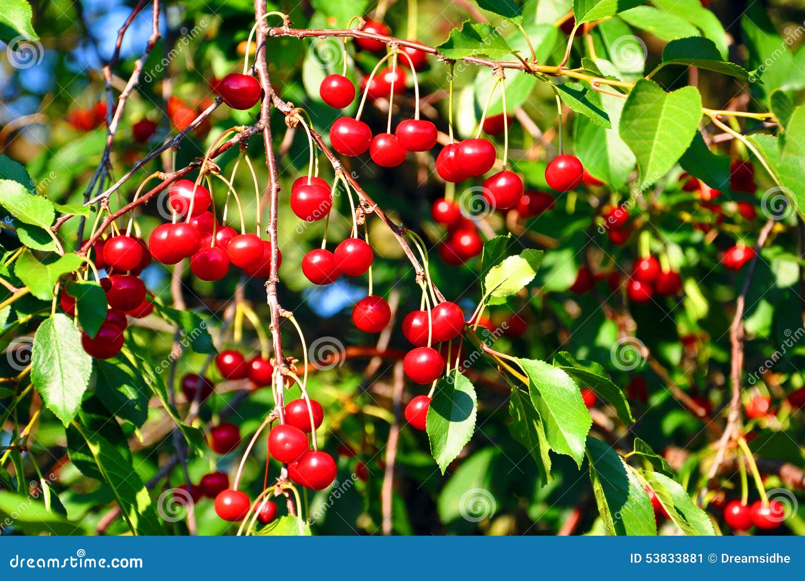 Cherry tree branches stock image. Image of colorful, flora 53833881