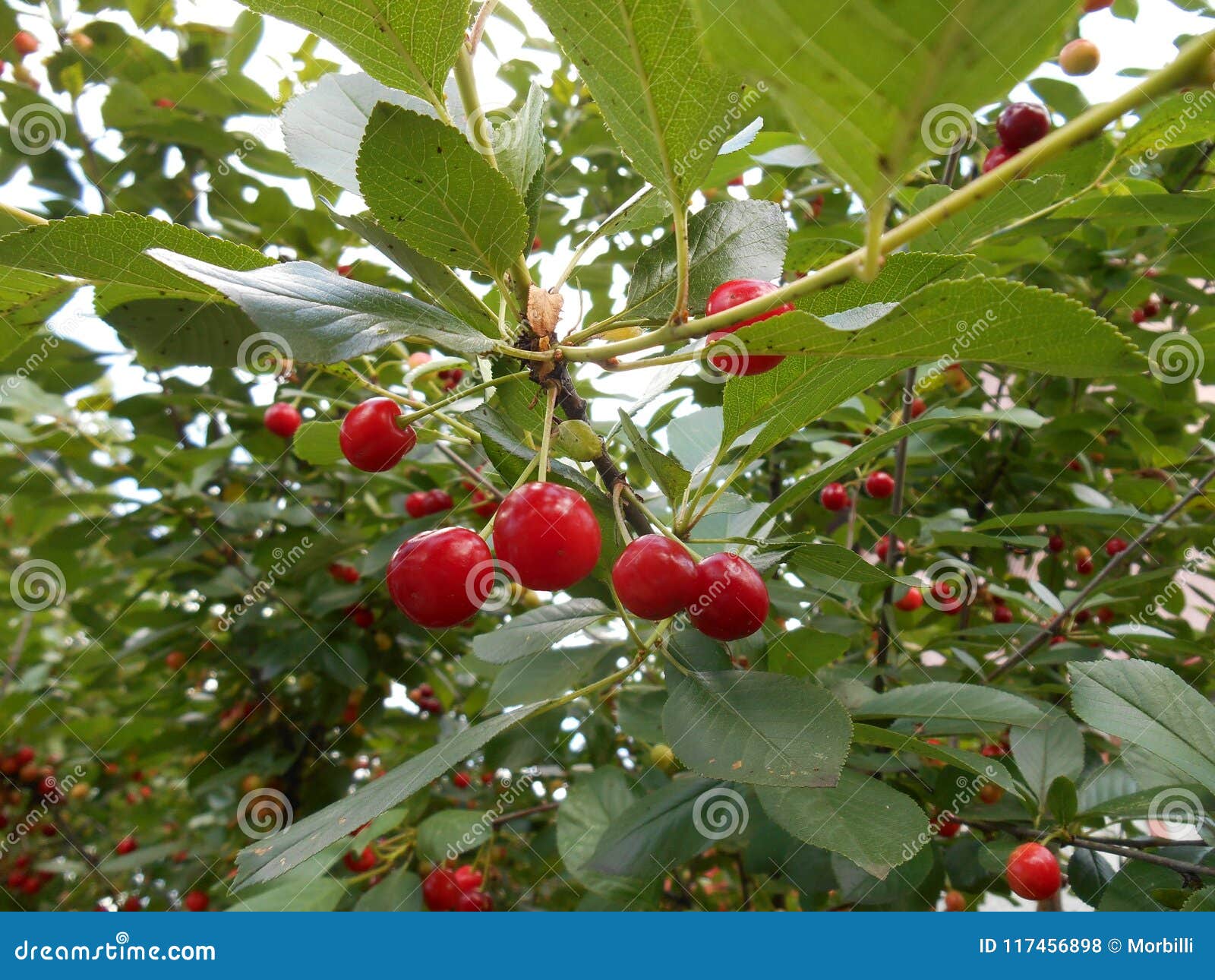Cherry Tree Branches in Garden Stock Photo Image of juicy, fruit