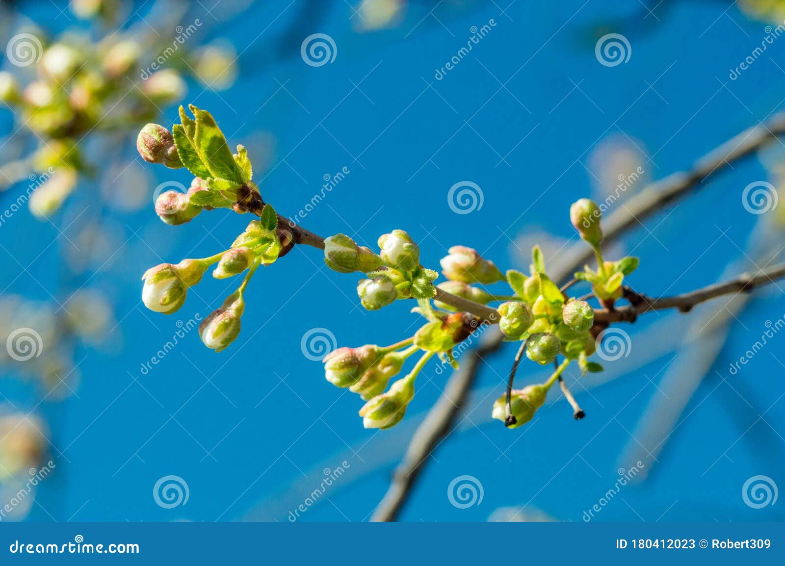 Cherry Tree Flowers Starting Blooming at Sunny Day Stock Image Image