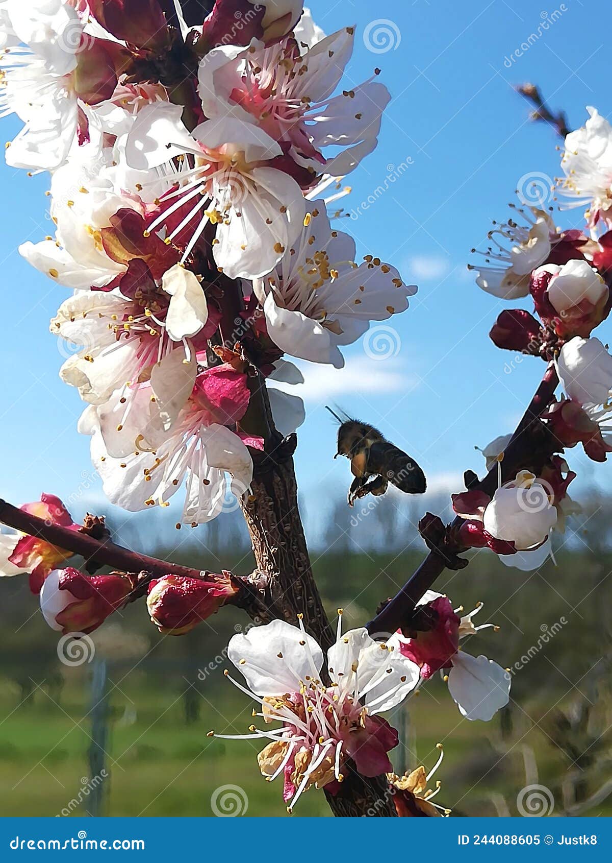 Cherry Tree Blooming Attracts a Bee Stock Image Image of pollen