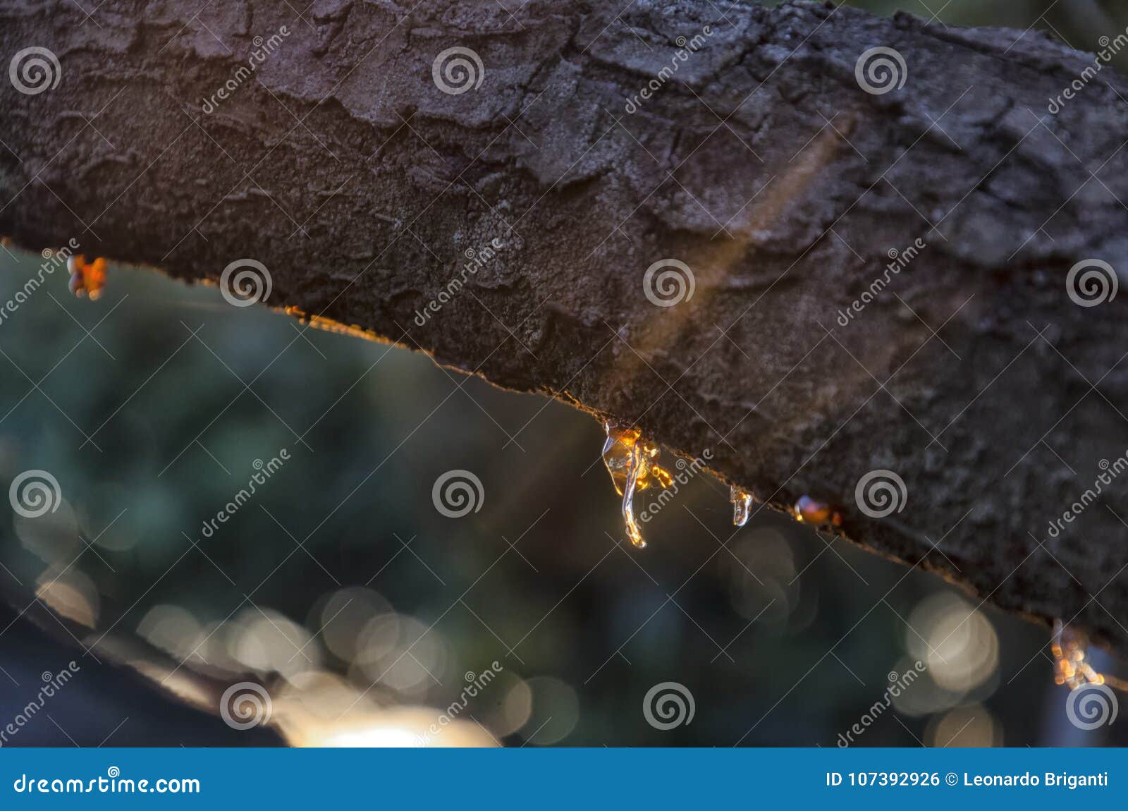 Cherry tree full of resin stock photo. Image of wood 107392926