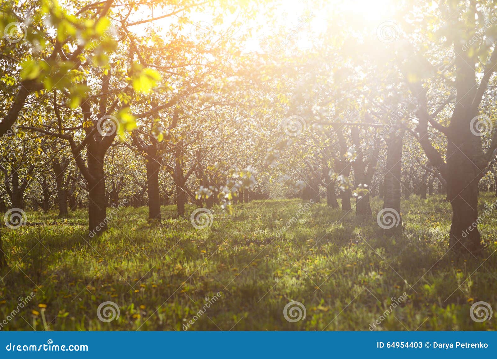 Cherry Tree Garden on a Lawn with the Sun Shining Stock Image Image