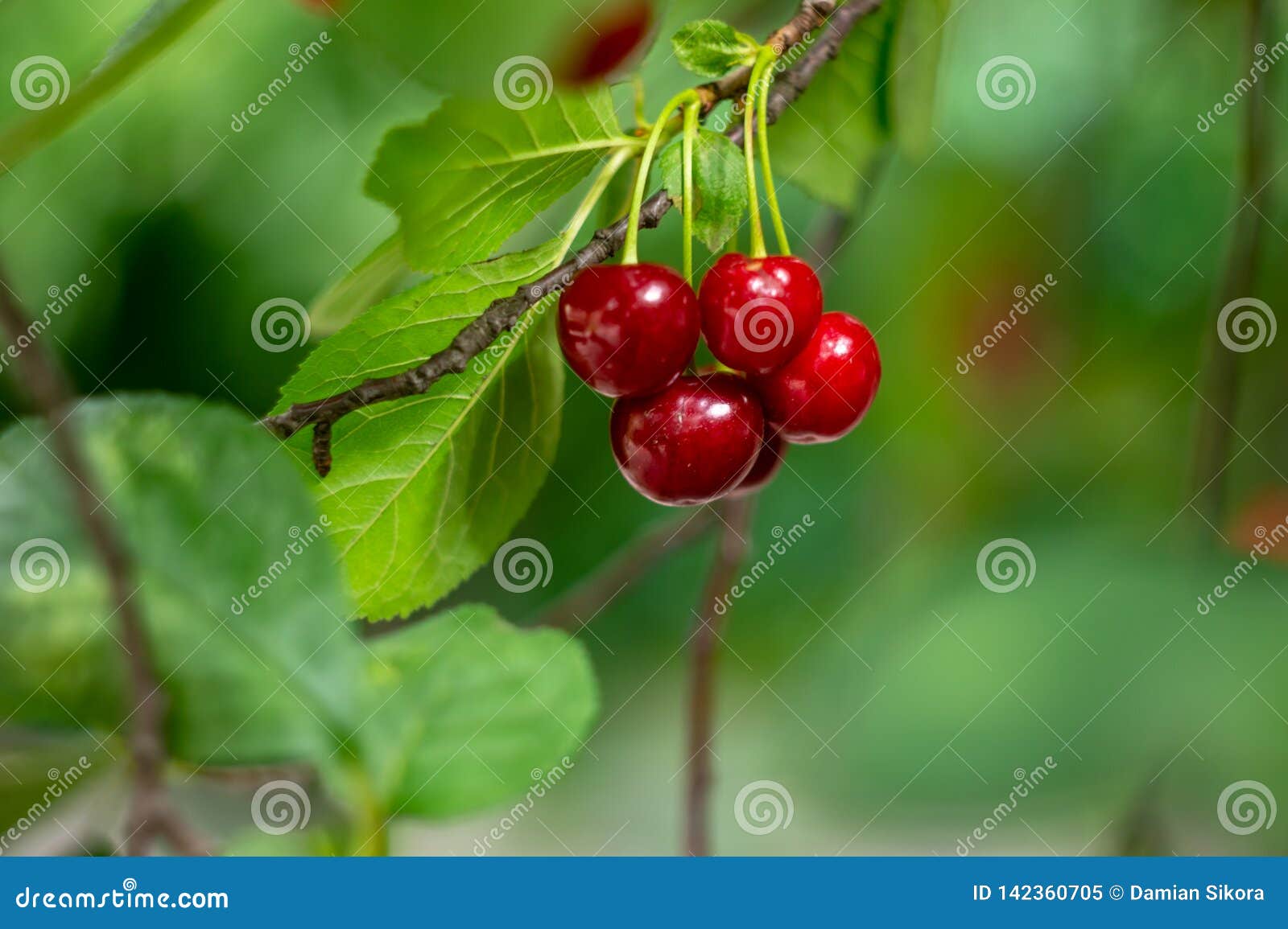Cherry on the Tree. Green Leaves of Cherry Tree and Fruits Stock Image