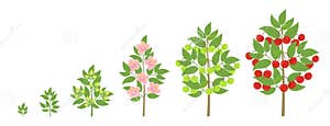 Cherry Tree Growth Stages Ripening Period Progression Cherries Fruit Cherry Tree Growth Stages Ripening Period Progression Cherries Fruit
