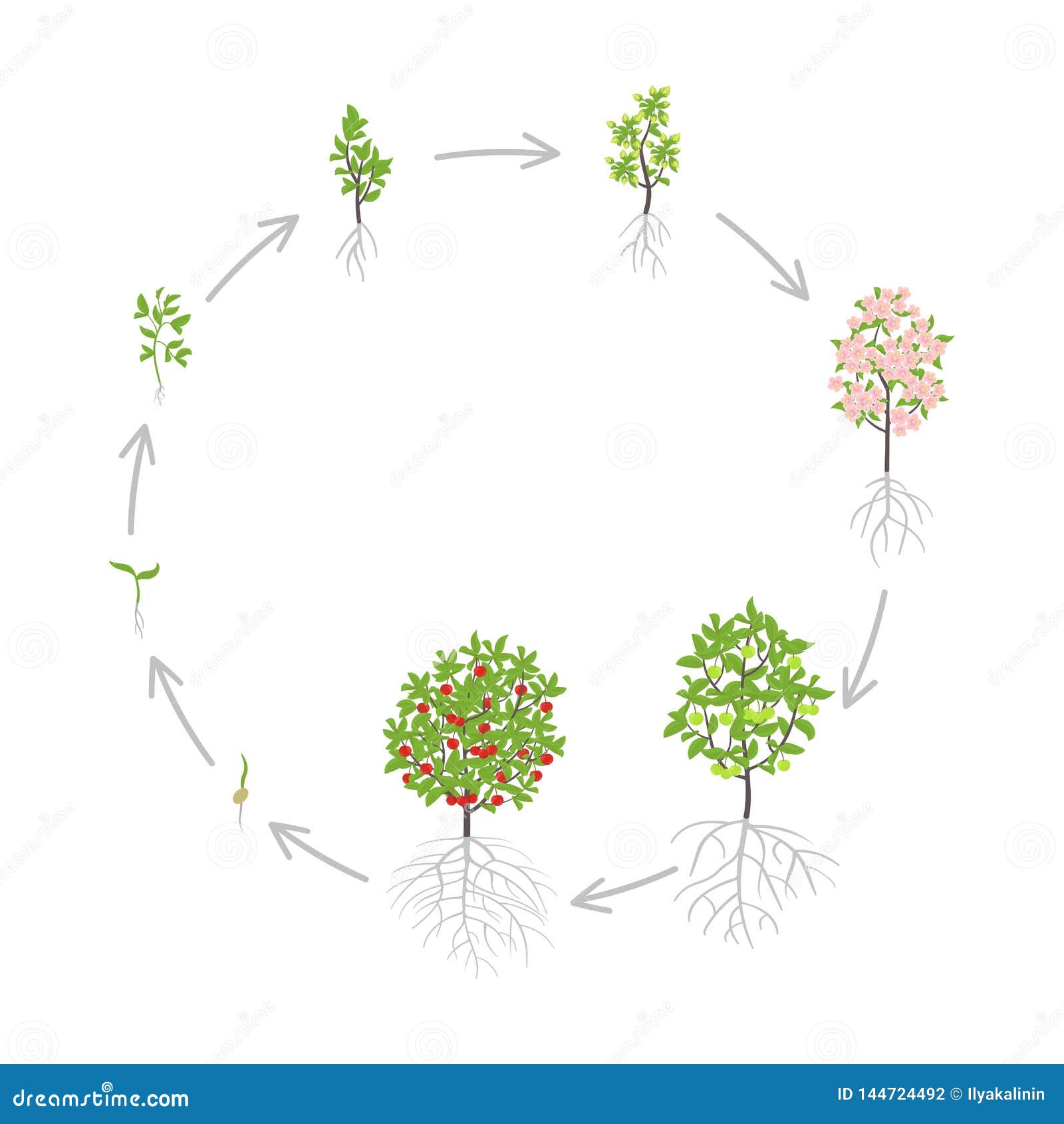 Cherry Tree Growth Stages Vector Illustration Ripening Period cherry-tree-growth-stages-vector-illustration-ripening-period