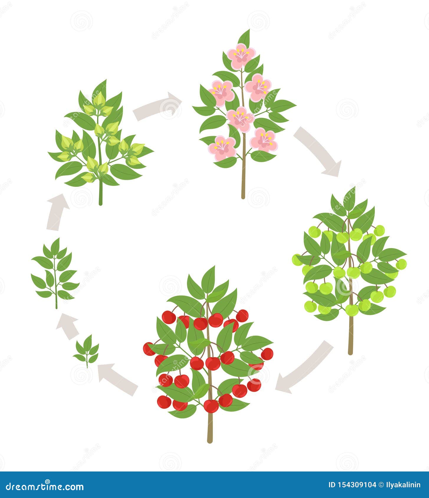 Cherry Tree Growth Stages Vector Illustration Ripening Period cherry-tree-growth-stages-vector-illustration-ripening-period