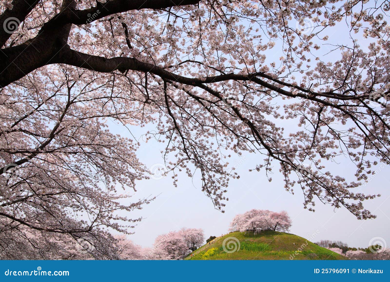 Cherry tree on the hill stock image. Image of ancient 25796091