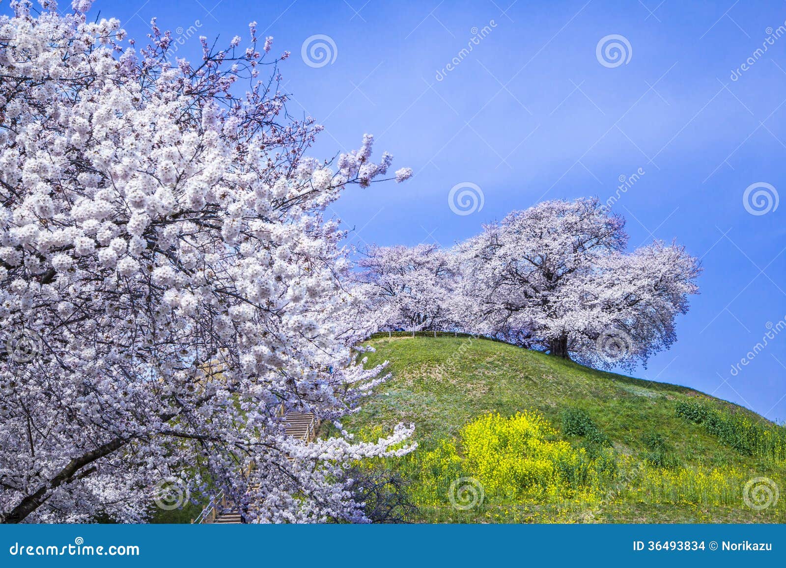 Cherry tree on the hill stock photo. Image of asia, nature 36493834