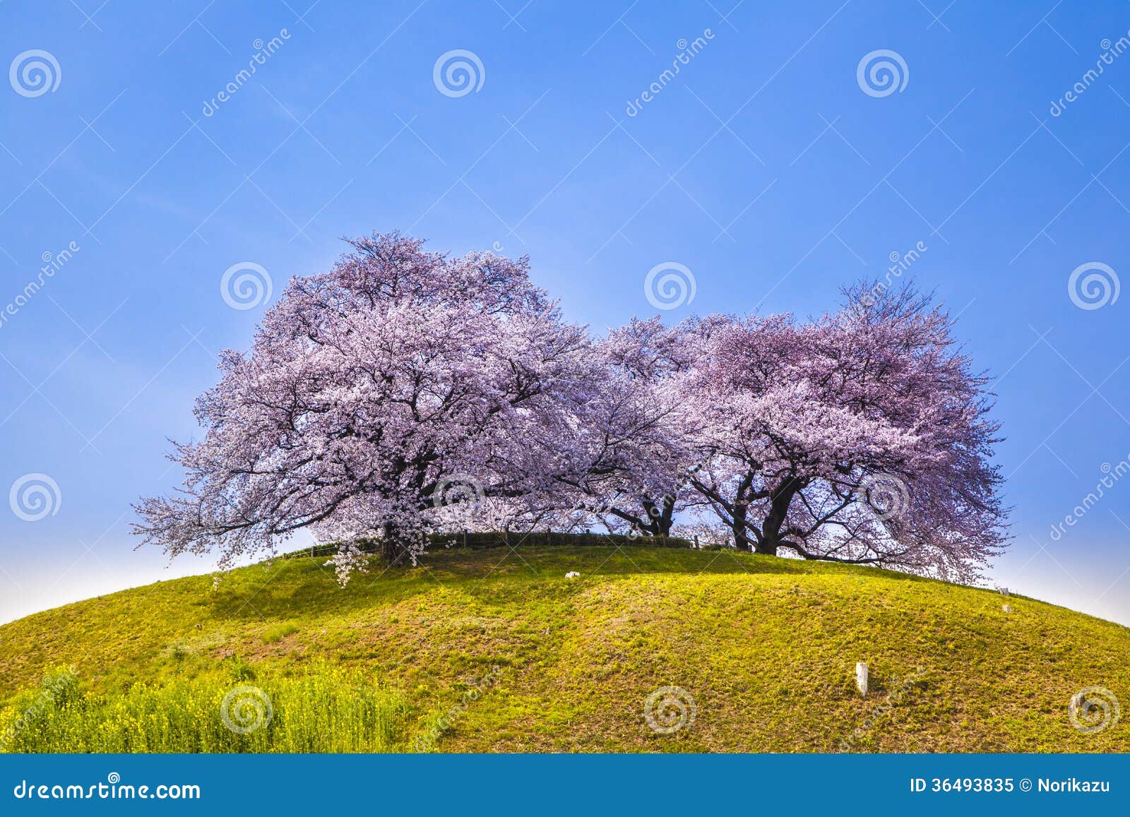Cherry tree on the hill stock image. Image of asia, japan 36493835