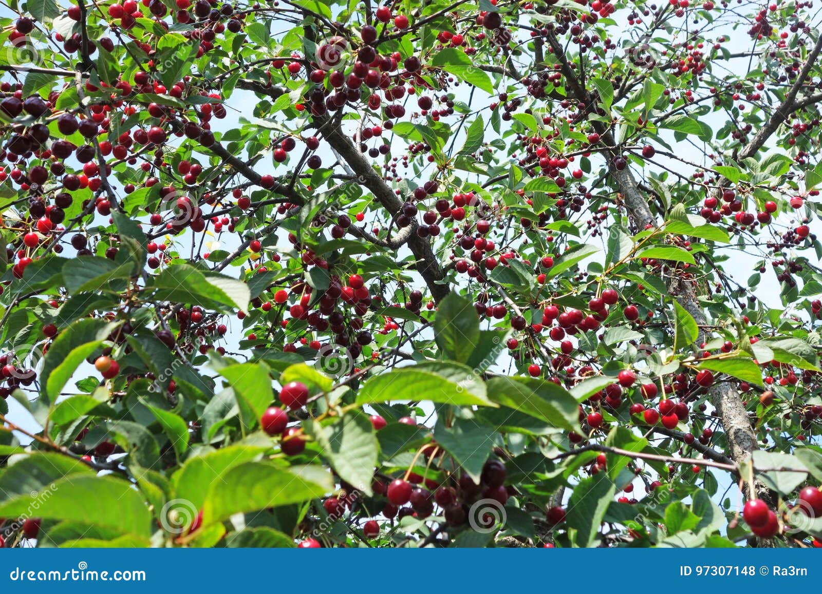 Cherry Tree with Ripe Berries Stock Photo Image of branch, tree 97307148