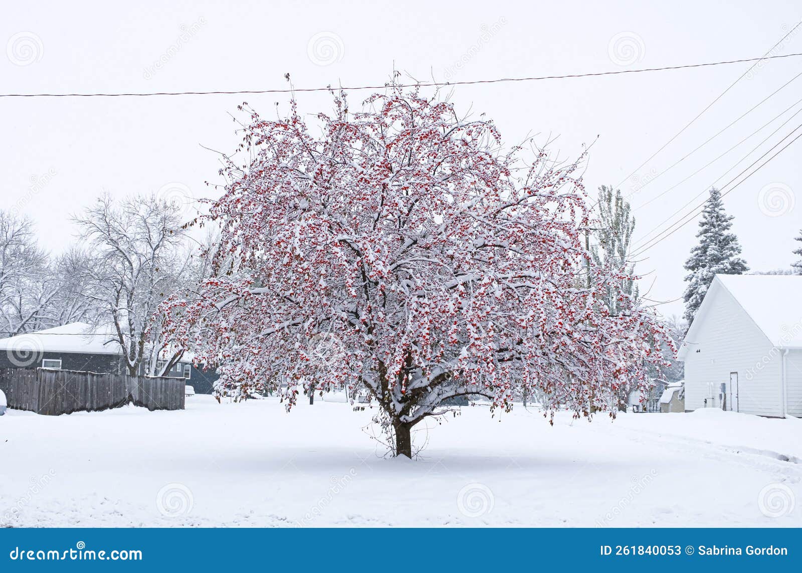 Cherry Tree in the Snow stock image. Image of nature 261840053