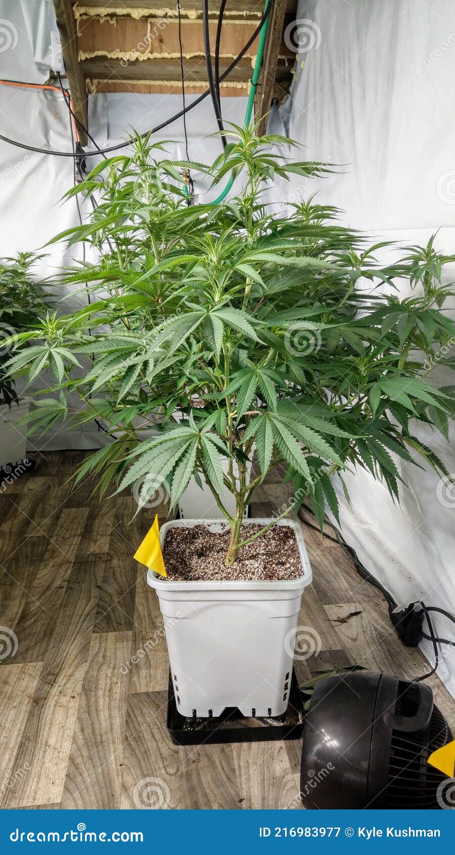 Cherry Tree Strain stock image. Image of leaf, evergreen 216983977