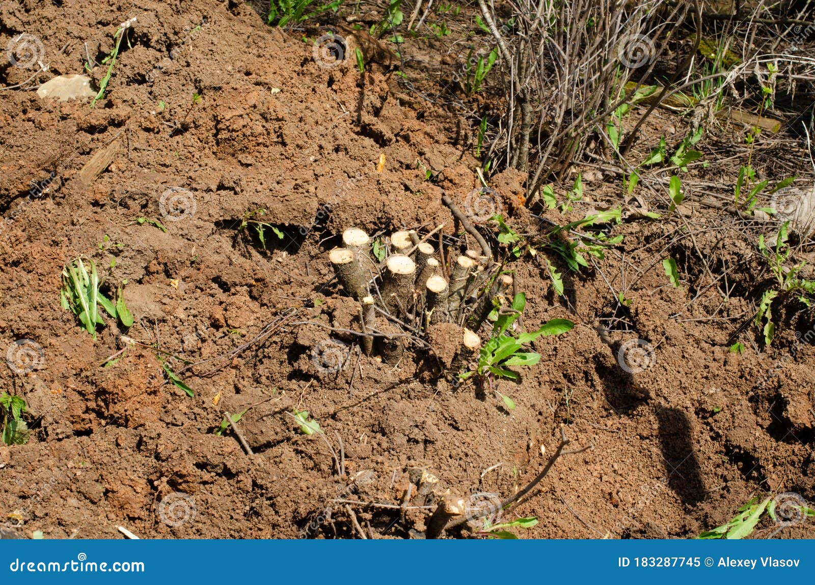 Cherry Tree Stumps in Clay Soil in the Cherry Orchard Stock Image