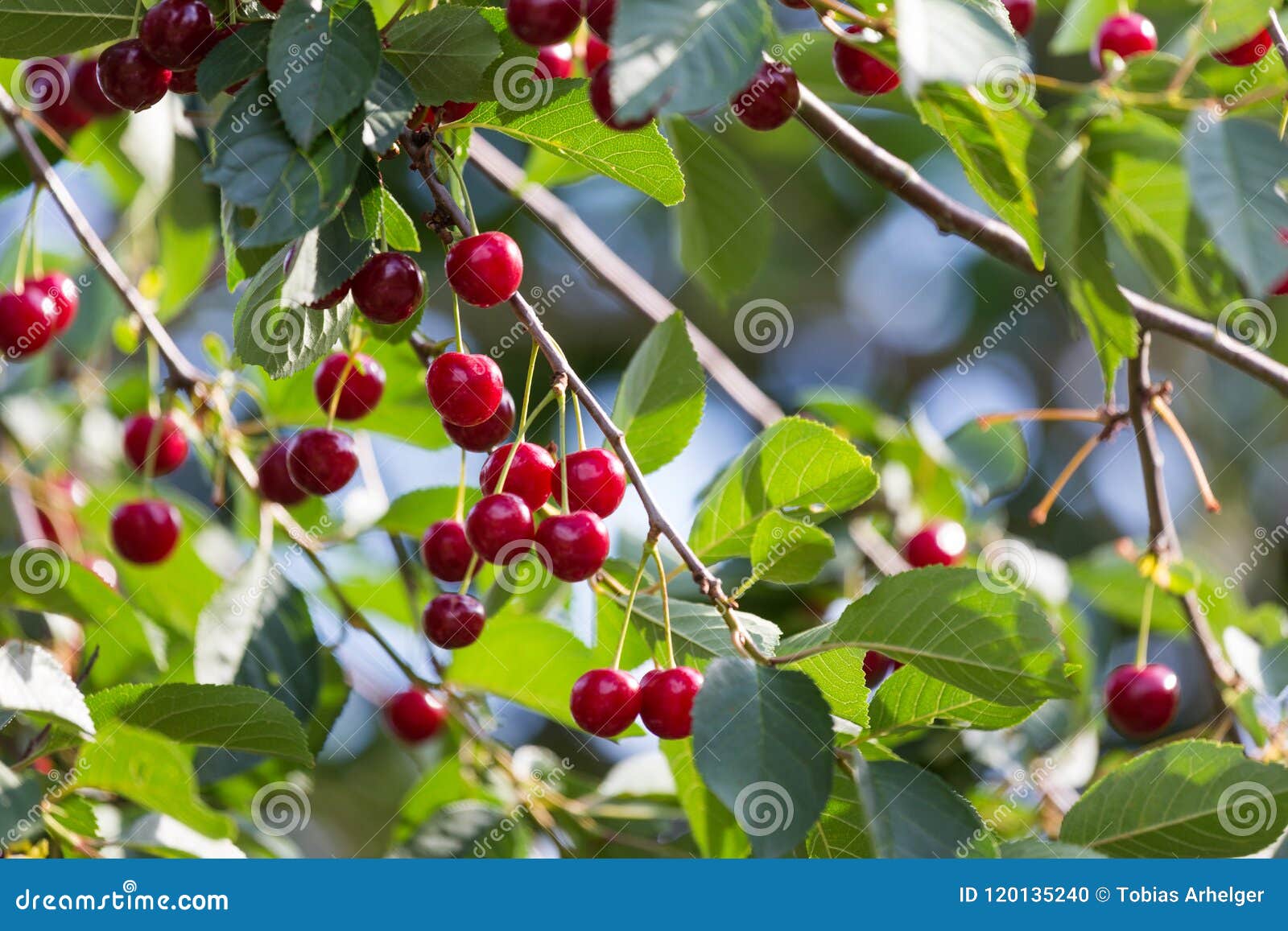 Cherry tree in the summer stock photo. Image of cherries 120135240