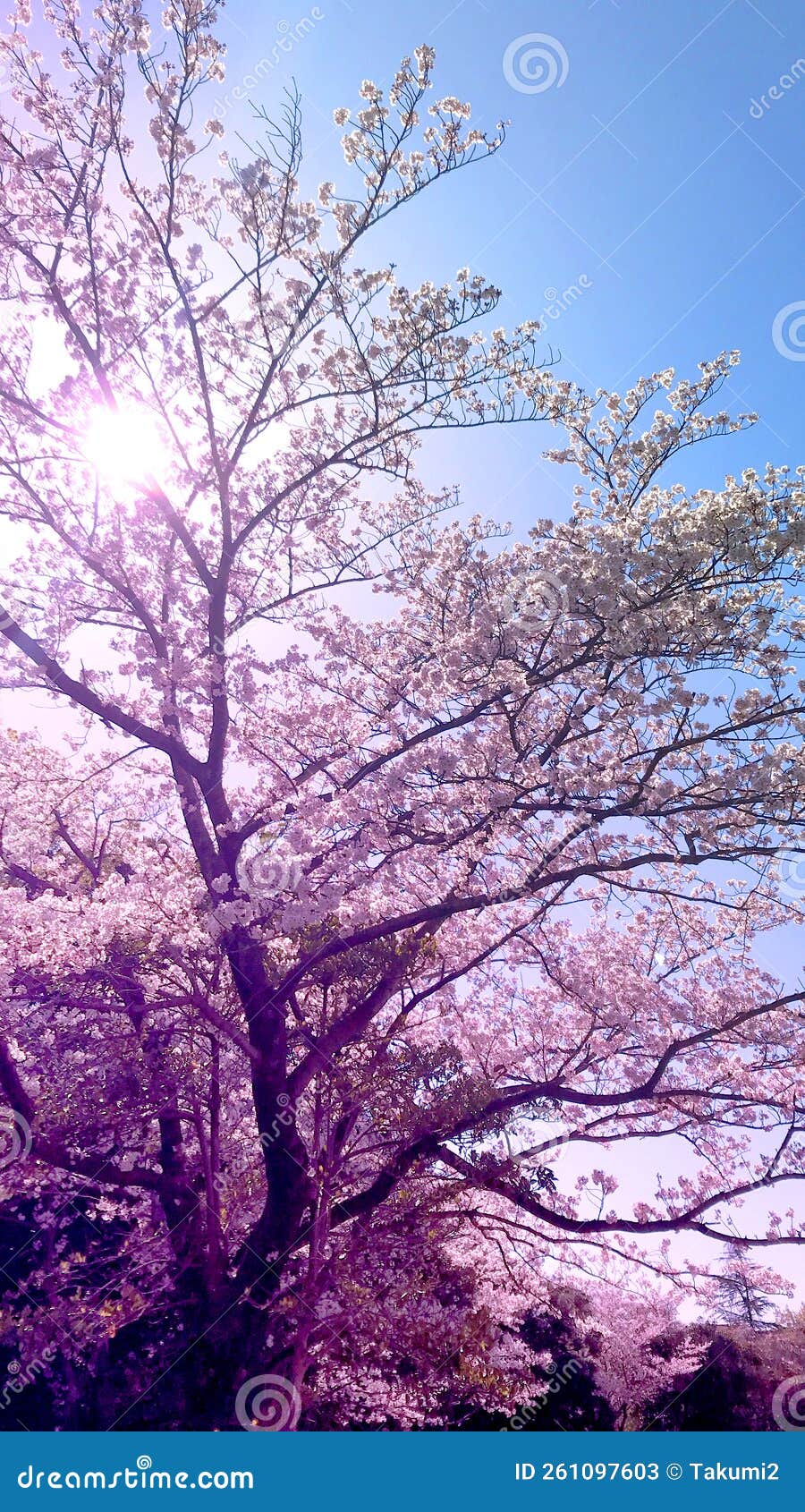 Cherry Tree, Sun and Blue Sky Stock Image Image of cherry, plant