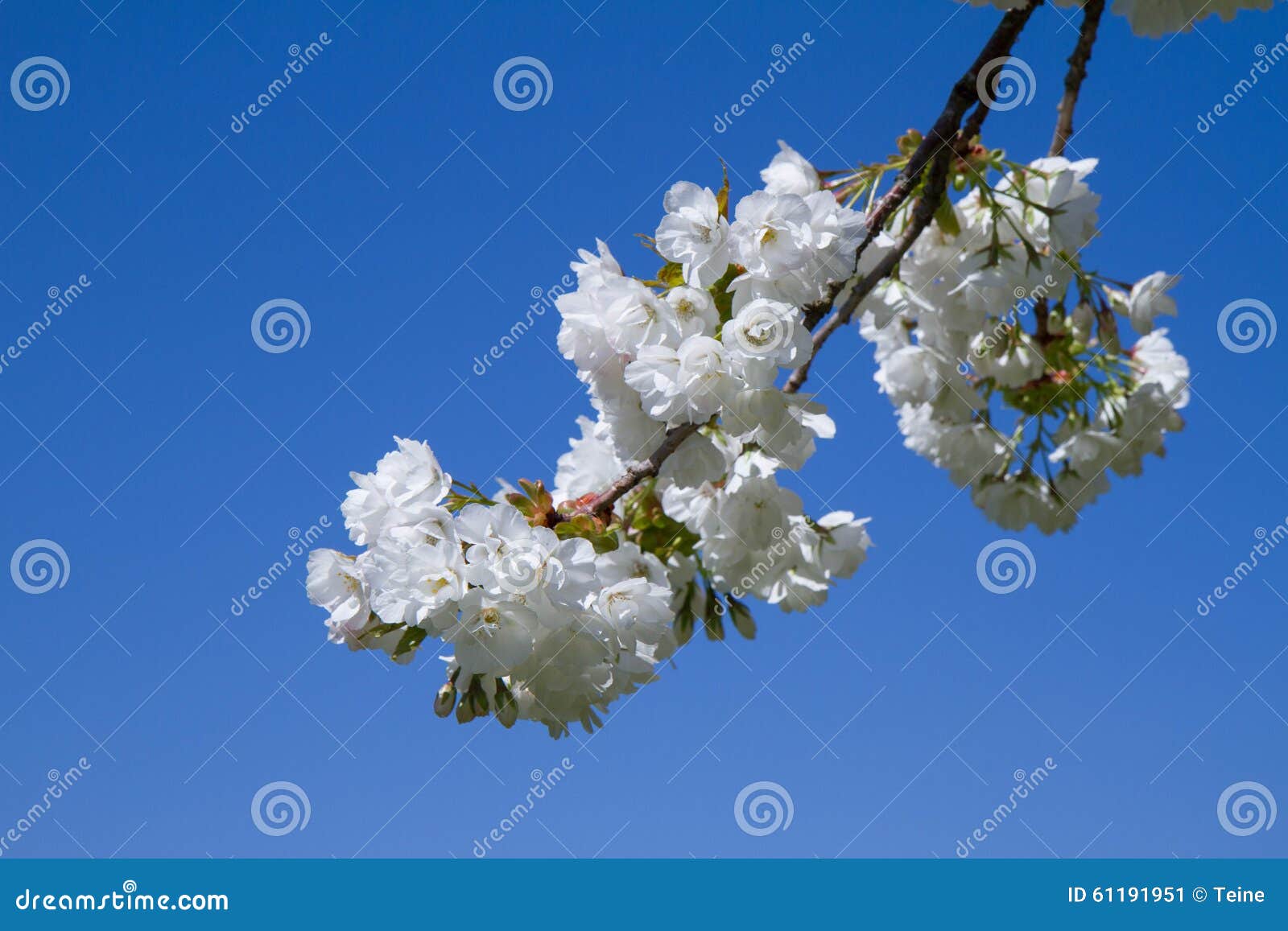 Cherry tree stock image. Image of april, tree, blooming 61191951