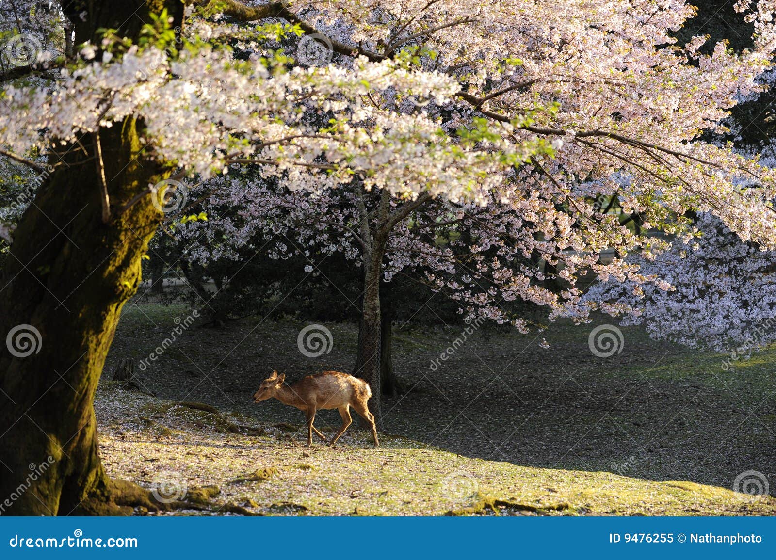 Cherry Tree and Wild Deer, Nara, Japan Stock Image Image of flowering