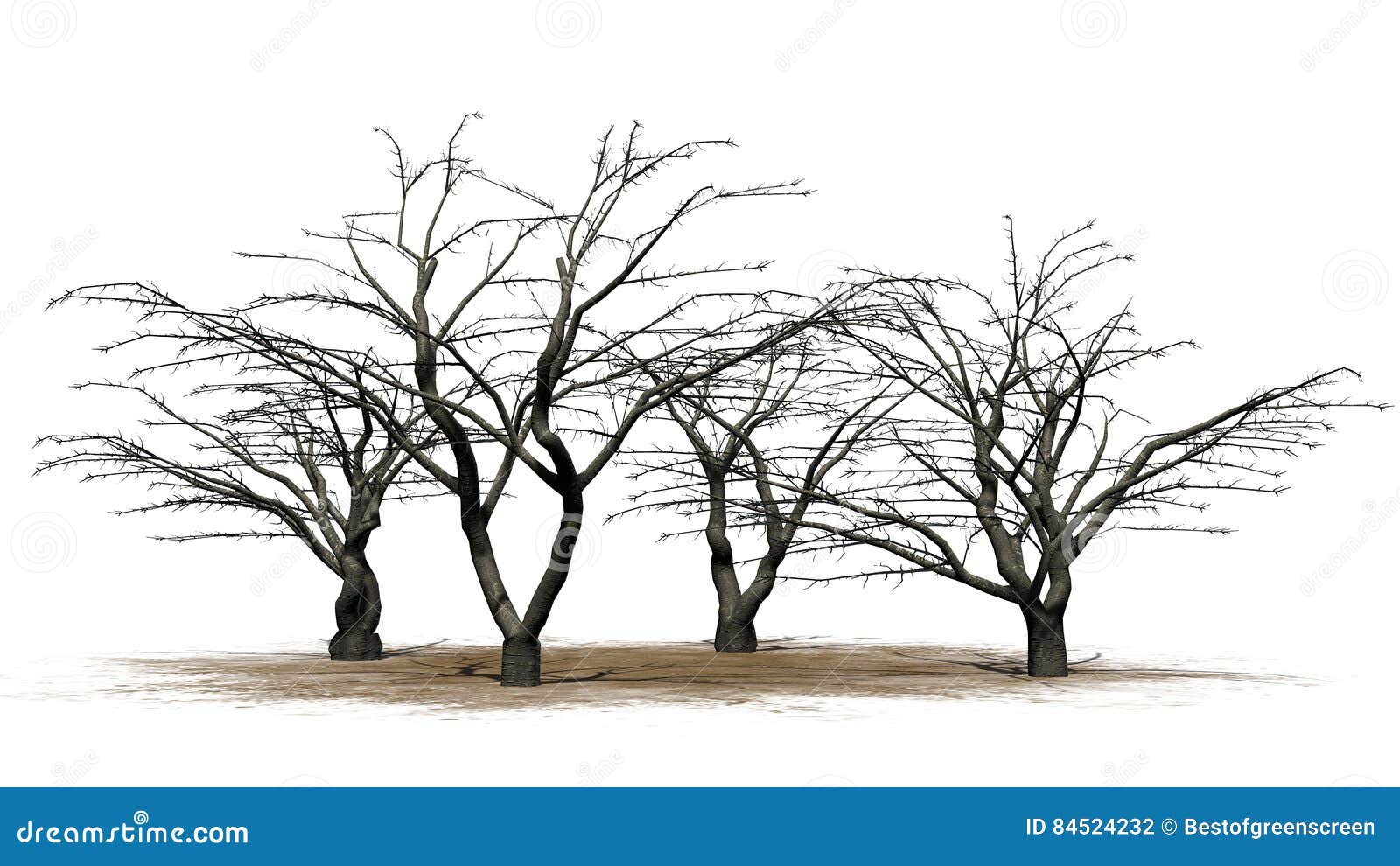 Cherry Tree In Winter Stock Illustration Illustration Of Botany