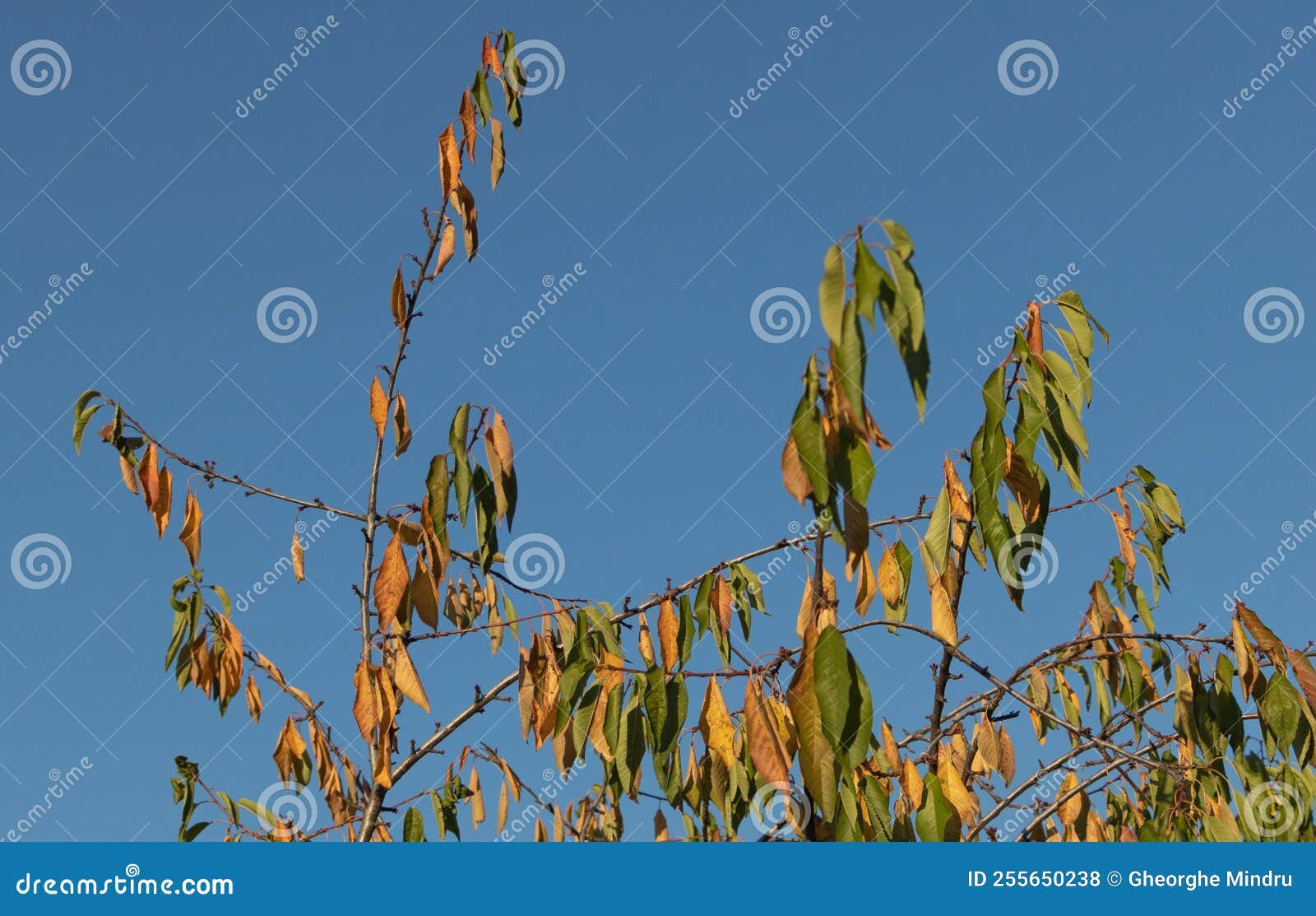Cherry Tree with Yellowing Leaves Autumn Blue Sky Background Stock