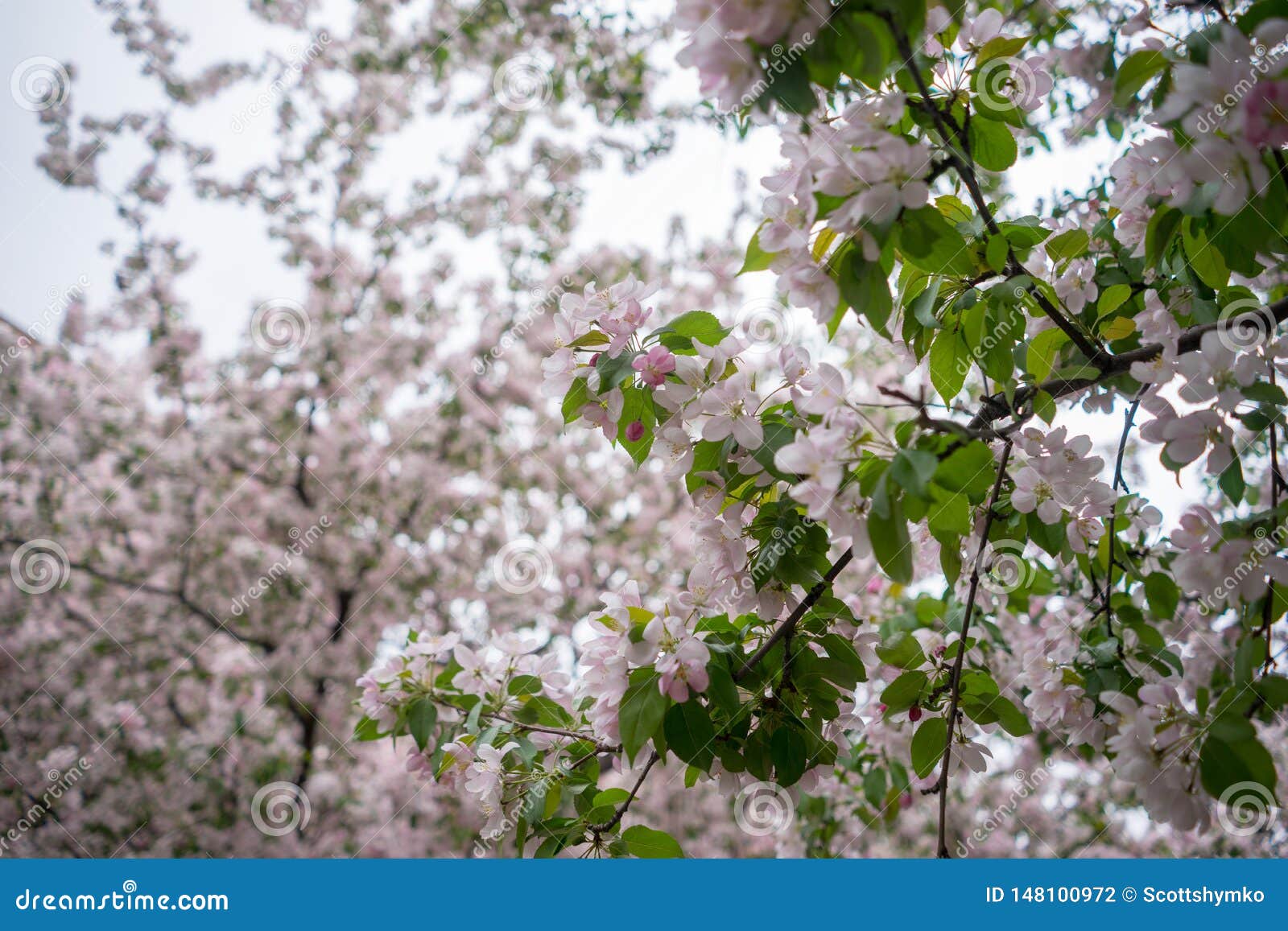 Cherry Trees in Full Bloom in Montreal Stock Photo Image of petal