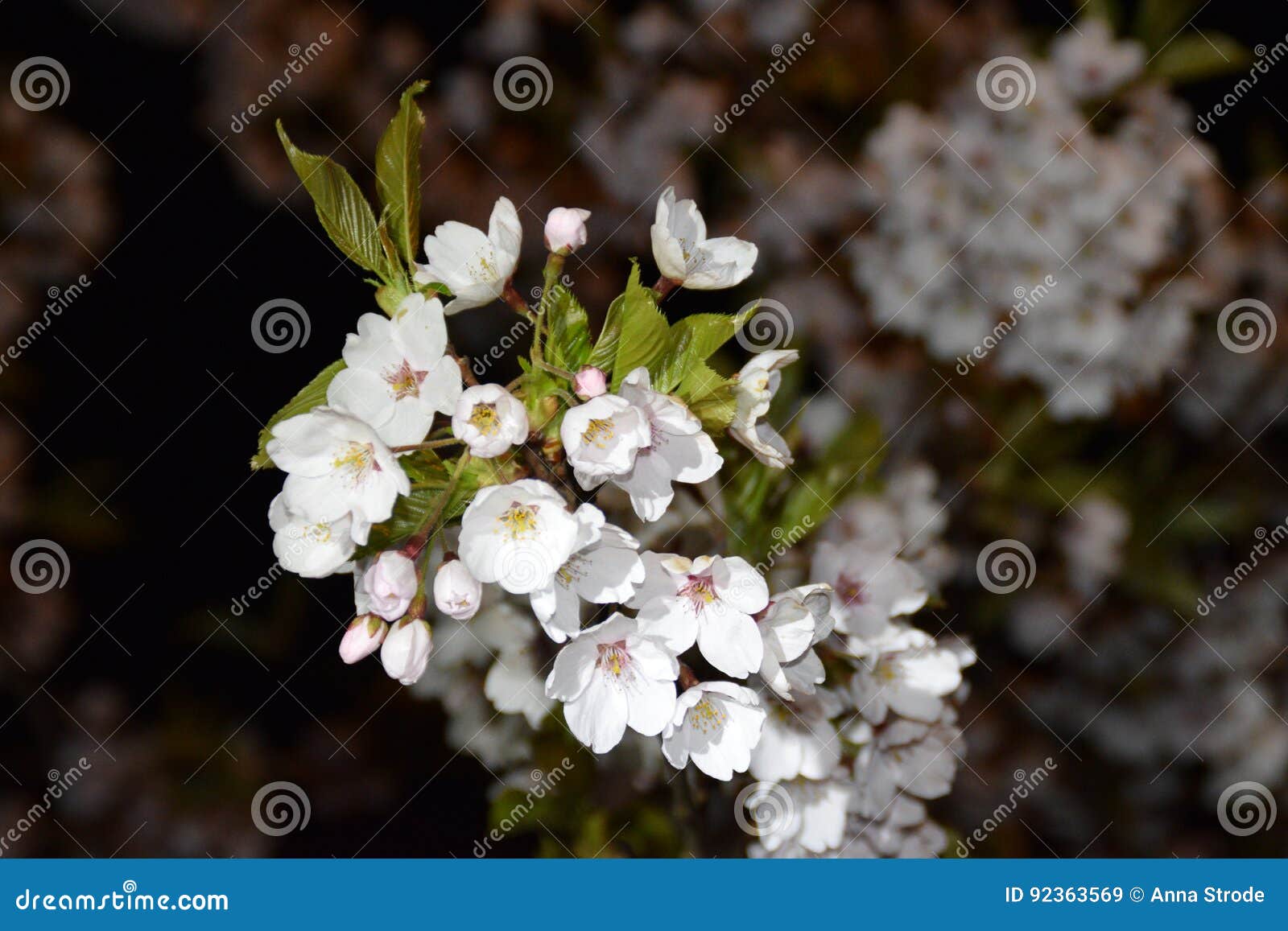 Cherry trees at night. stock image. Image of grass, flora 92363569