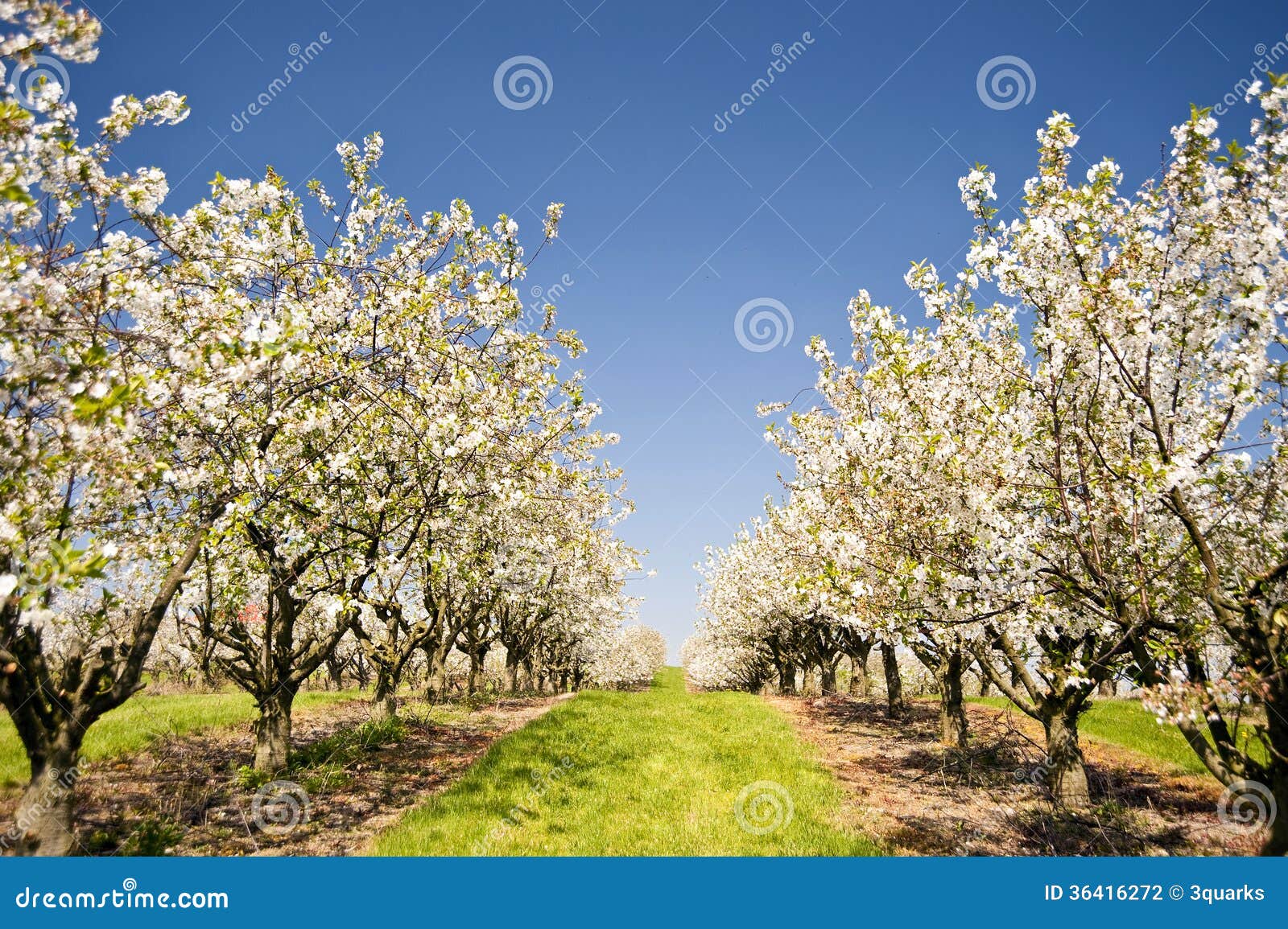 Cherry Trees stock photo. Image of nature, color, hain 36416272