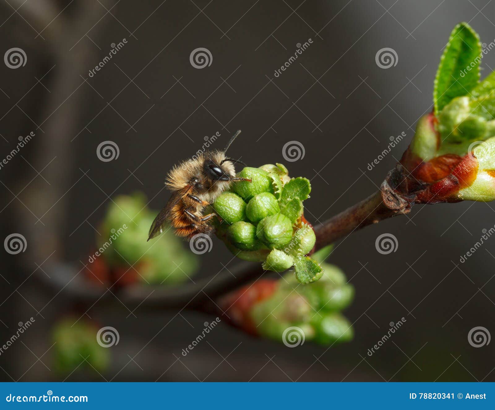 cherry unfold flower buds and early bee