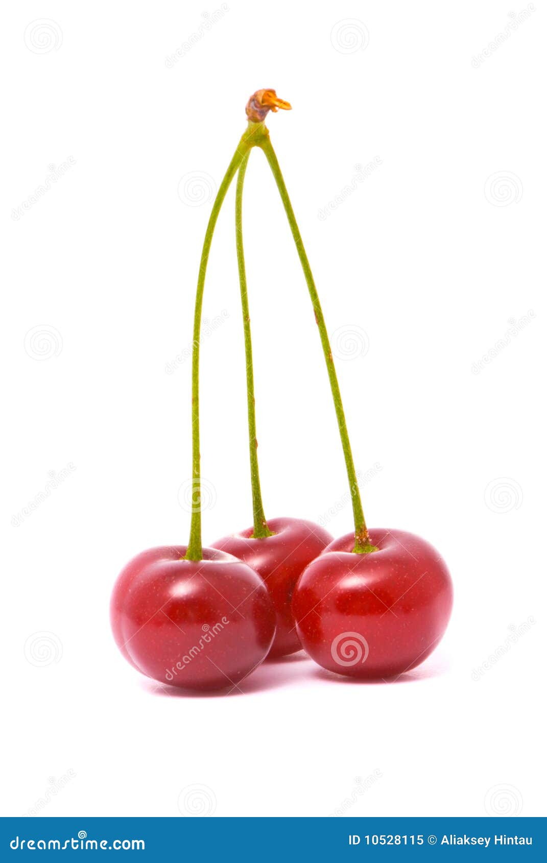 Cherry on white background stock image. Image of berry - 10528115