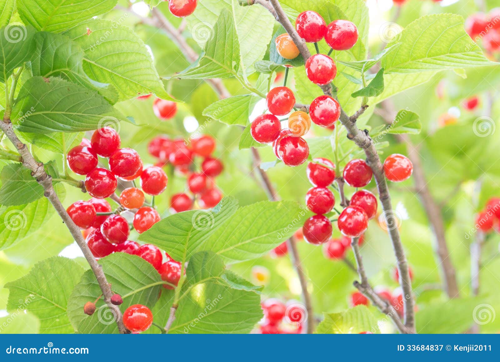 Cherrys Ripe On The Tree Stock Photo 33684792