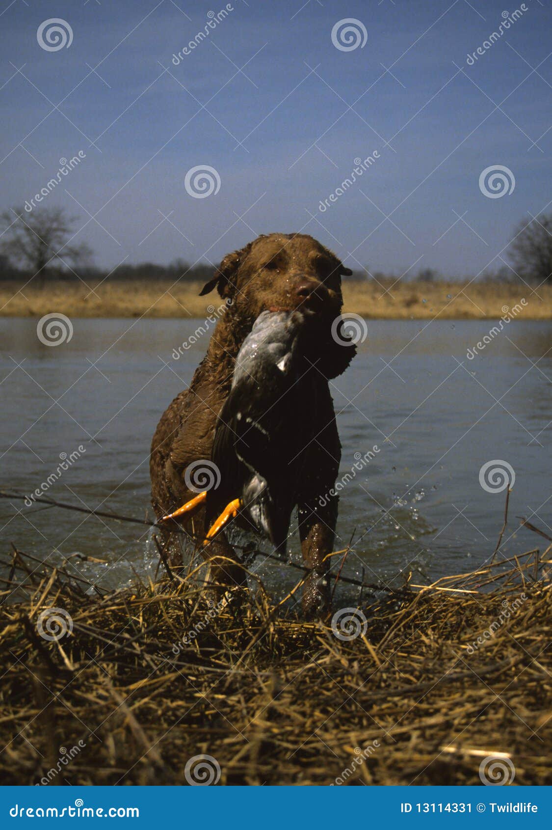 Chesapeak Bay Retriever with Duck Stock Image Image of hunt, bird
