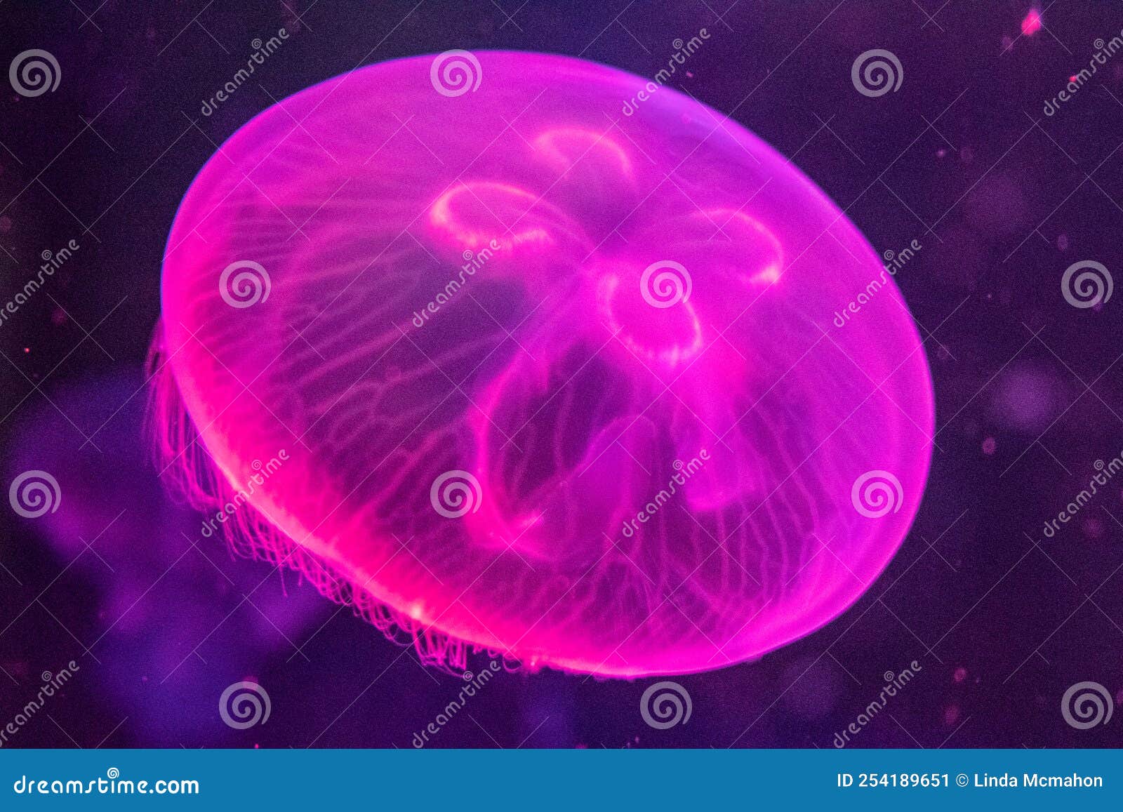 Chesapeake Bay Jellyfish, 3 Species Chrysaora Quinquecirrha