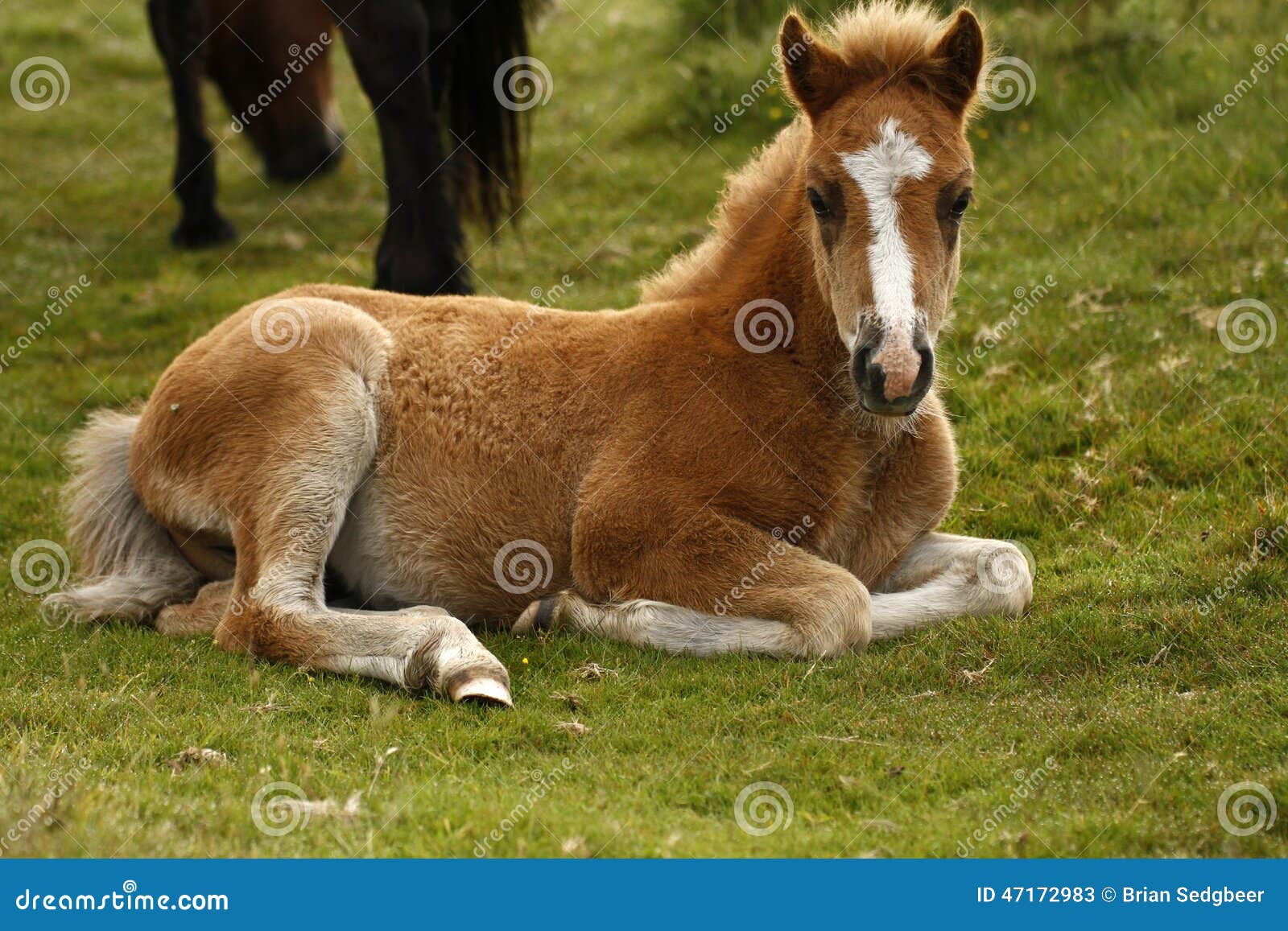 Chesnut Dartmoor Pony Foal image stock. Image du poulain 47172983