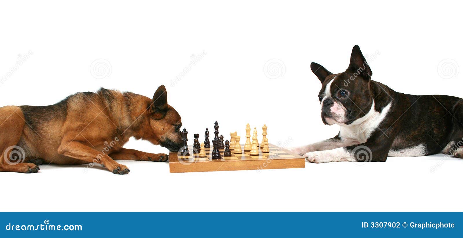 Chess Dogs Stock Photography Image 3307902