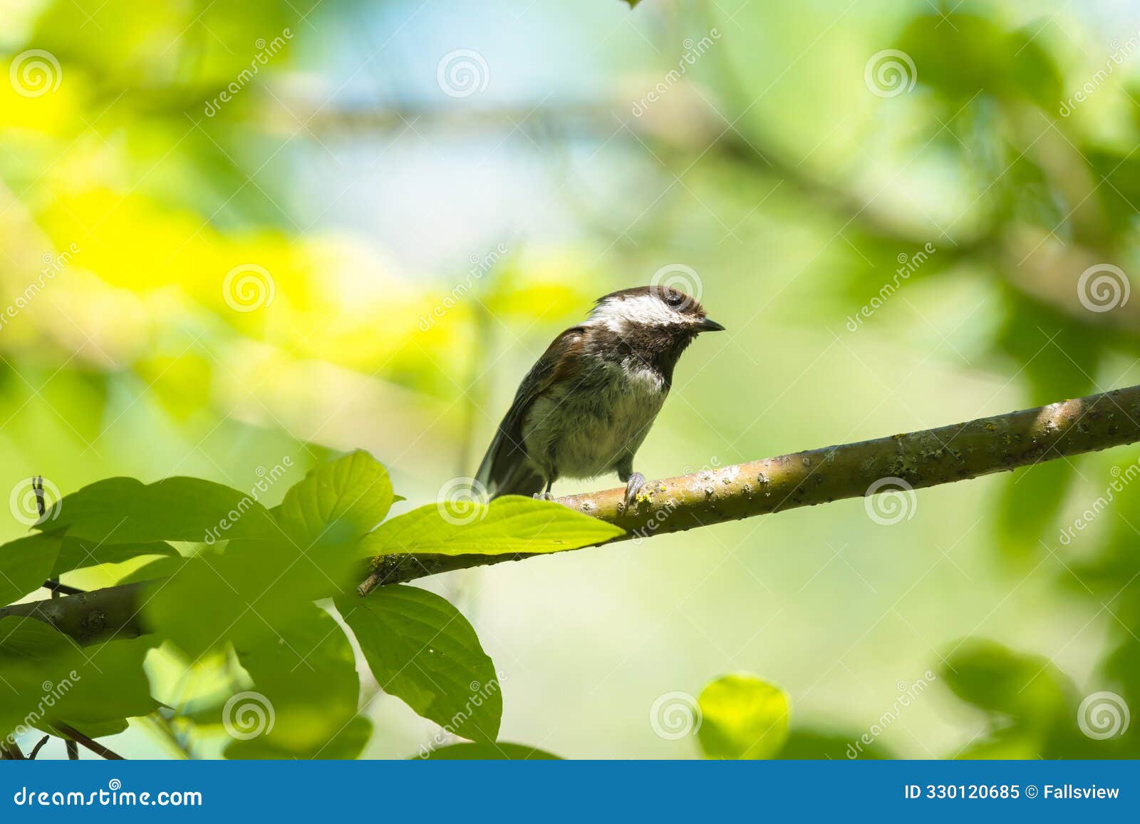 chestnut-backed chickadee feeding in woods